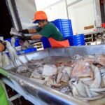 Pesca pota andina 150x150