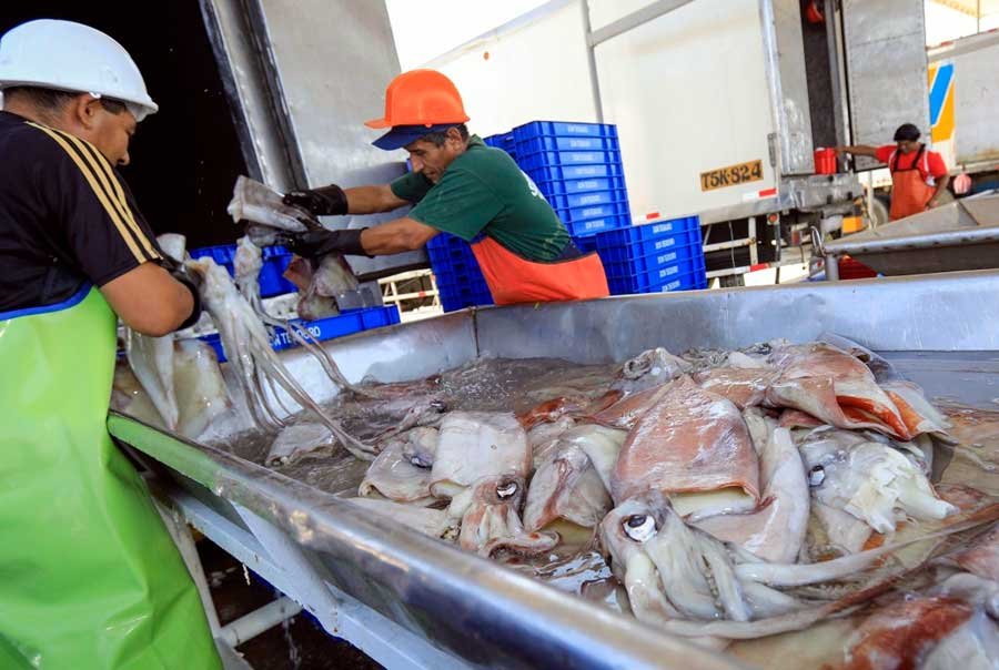 Pesca pota andina